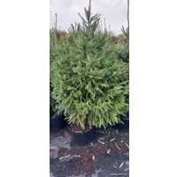 Ель СЦ Огородик Оморика сербская 120-150 см