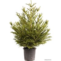 Ель Bor Extra Европейская в горшке 1.2-1.4 м