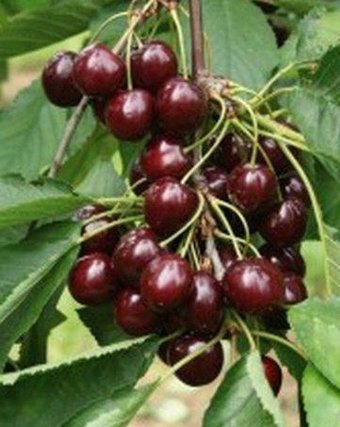 Долина Растений Вишня Шоколадница