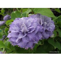  Новатор Сад Клематис Mazury (Мазуры) [2211]