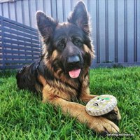 Игрушка для собак Doog Feastheads Crabby Apple Pie Feast03