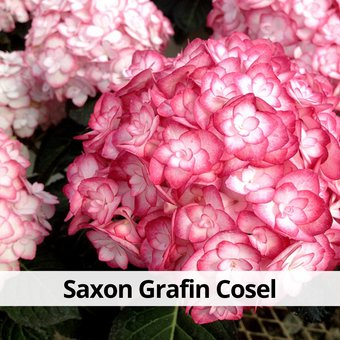 Агромир Гортензия крупнолистная Saxon Grafin Cosel в контейнере Р7