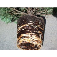 Ель HD Nordic Trees Nordmann Датская Премиум (1.2-1.4 м, в горшке)