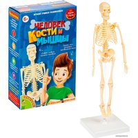 Набор для опытов Bondibon Японские опыты. Человек. Кости и мышцы ВВ4728