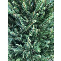 Ель Danske Planter Abies Датская (2.5-3.0 м, срезанная)