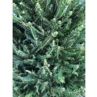 Ель HD Nordic Trees Abies Датская (2-2.2 м, срезанная)