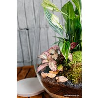 Флорариум Home Garden Капля Женское счастье