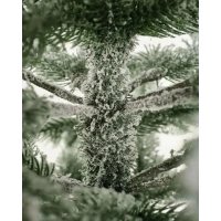 Ель National Tree Company Эверест стройная заснеженная ЭВ/ЗСН-230 (230 см)