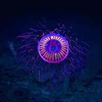 Наушники TRN Medusa (прозрачный, без микрофона)