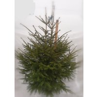 Ель СЦ Огородик Европейская 140-170 см