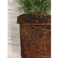 Ель СЦ Огородик Энгельманна 40-60 см