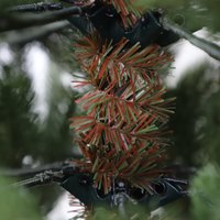 Ель GrandSiti Виола 2.1 м 101-424