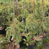  Интивиторг Ель колючая Glauca Pendula (Picea pungens) С3 привитая