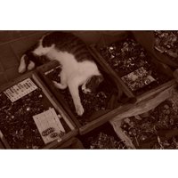 Беззеркальный фотоаппарат Sony ZV-E10 II Kit 16-50mm (черный) в Гомеле