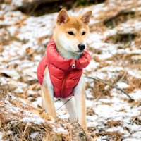 Жилетка для животных Puppia Ultra Light Vest A PAPD-JM1670-RD-L (красный)