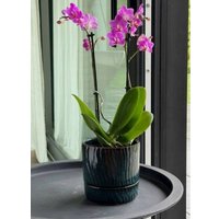 Вазон Polnix 07.150.13 (зеленый)