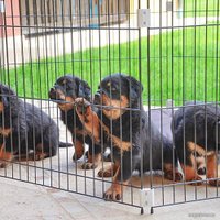 Манеж Ferplast Dog training 73300025