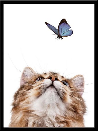 Постер ФОТОГРАФЪ Животные. Котенок и бабочка