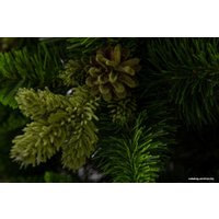 Сосна GreenTerra Рапсодия зеленая 2.2 м