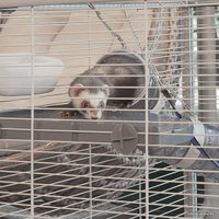 Клетка Ferplast Furet Tower 57063414