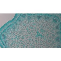 Камера цифровая ToupCam XCAMLITE1080PA HDMI USB 31842 в Пинске