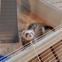 Клетка Ferplast Furet Tower 57063414