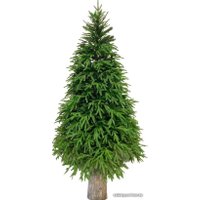 Ель Albero Di Natale Foresta на пне 2.2 м