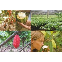 Книга издательства КоЛибри. Шоколандия.Секреты шоколада и лучшие рецепты (Финаз В.) в Лиде