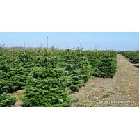 Пихта Nordictrees Пихта Нордмана Premium Extra 3 - 3.5 м