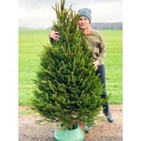 Ель HD Nordic Trees Abies Датская (2-2.2 м, срезанная)