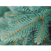 Ель Бифорес Дриада (1.95 м, голубой)