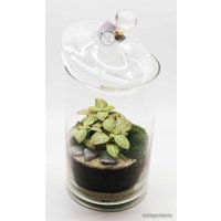 Флорариум Home Garden М Фиттония