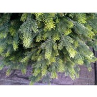Ель GreenTerra Кашемир 1.8 м