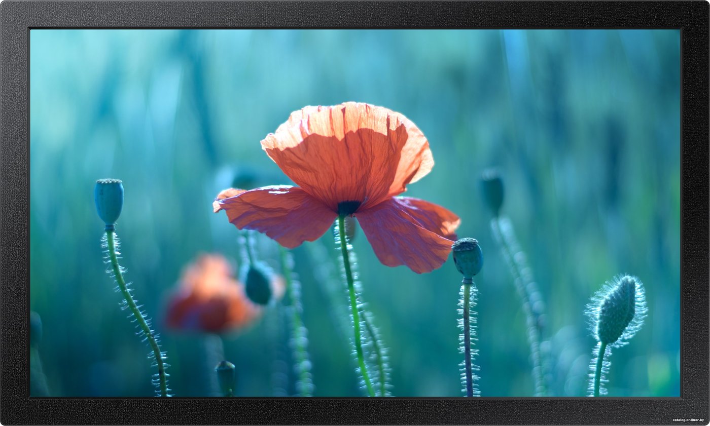 

Интерактивная панель Samsung QB13R