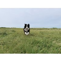 Стабилизатор DJI Osmo Mobile 7P (темно-серый)