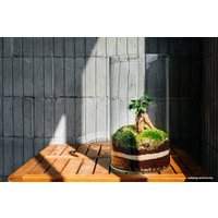 Флорариум Home Garden Цилиндр Фикус Гинсенг