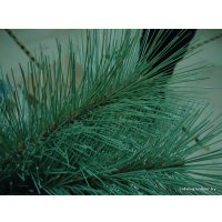 Сосна Merry Bear Келли 1.5 м