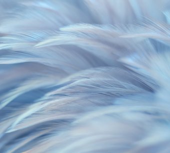 Vimala Перья 13 270x300