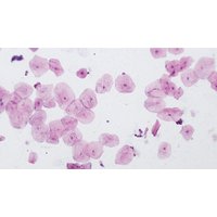 Набор микропрепаратов Bresser 74557 (10шт, в кейсе) в Гомеле