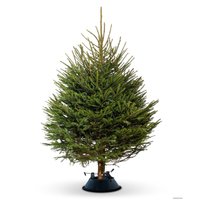 Ель HD Nordic Trees Abies Датская (2-2.2 м, срезанная)