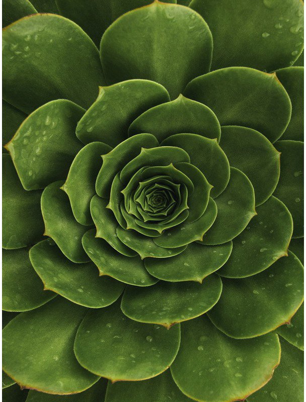 

Картина Orlix Агава CA-12800 80x60 см