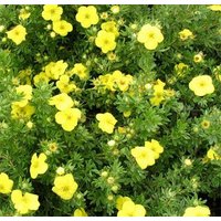  Красный клен Лапчатка кустарниковая Kobold (20-30см)