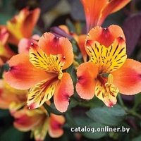 Семена цветов Holland Bulb Market Альстромерия Индиан Саммер