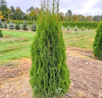 Красный клен Туя западная Smaragd (40-45 см)