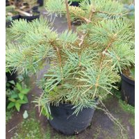  Интивиторг Пихта Winter Gold (Abies concolor) C5