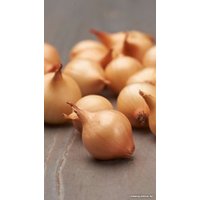 Семена МинскСортСемОвощ Лук севок Штуттгартер риз 10-21 мм (0.5 кг)