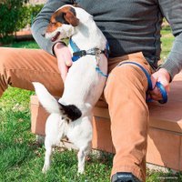 Шлея Ferplast Agila Fantasy 3 75576432 (синий)