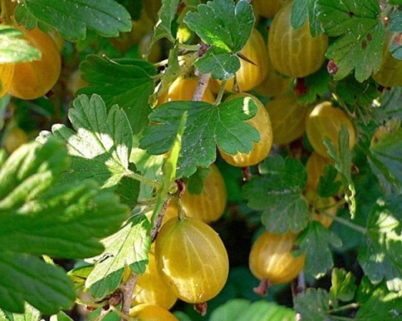 

Zelensad Крыжовник Яровой (1 год)