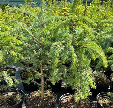 

Красный клен Ель колючая Glauca (60-70 см)