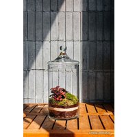 Флорариум Home Garden М Фиттония
